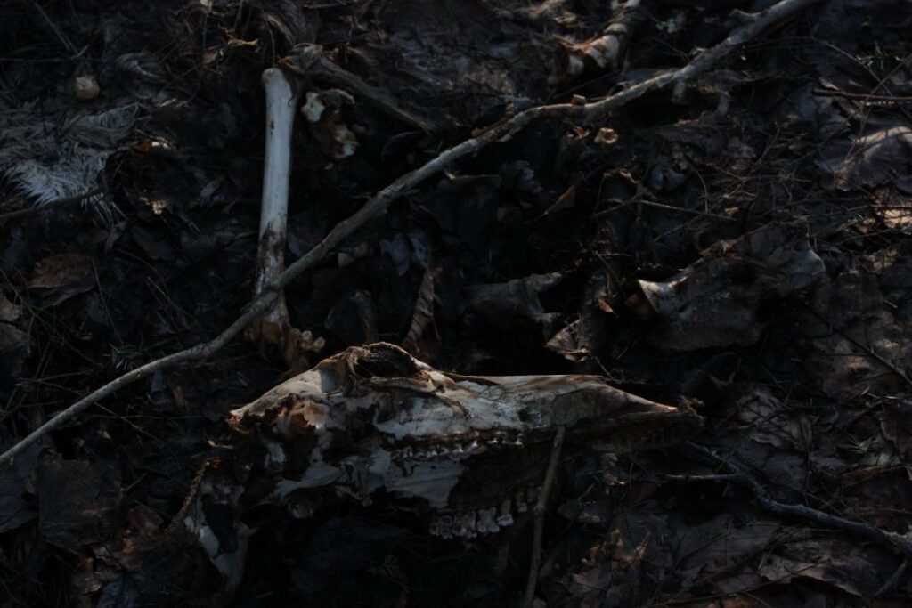 Miller Warren_Deer In the Woods2_photography
