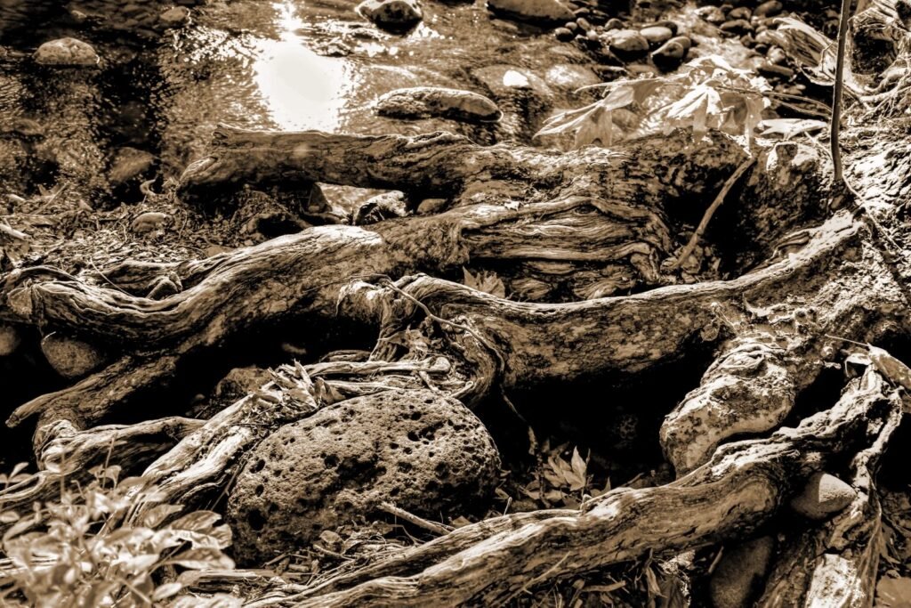 Andrea_Lhotka_Borogroves_photography